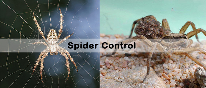 Professionals for Spider Control