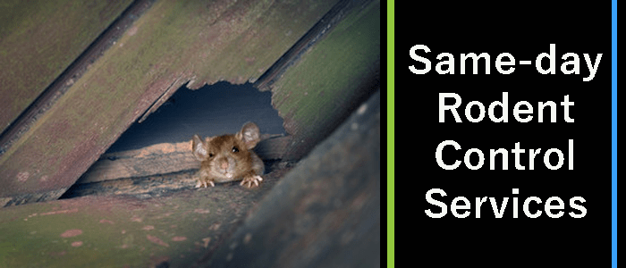 Same-day Rodent Control Services